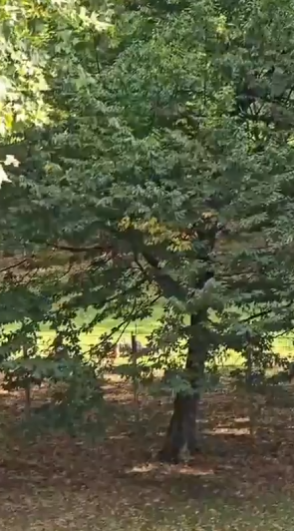 Screenshot 2025-09-05 133002.png