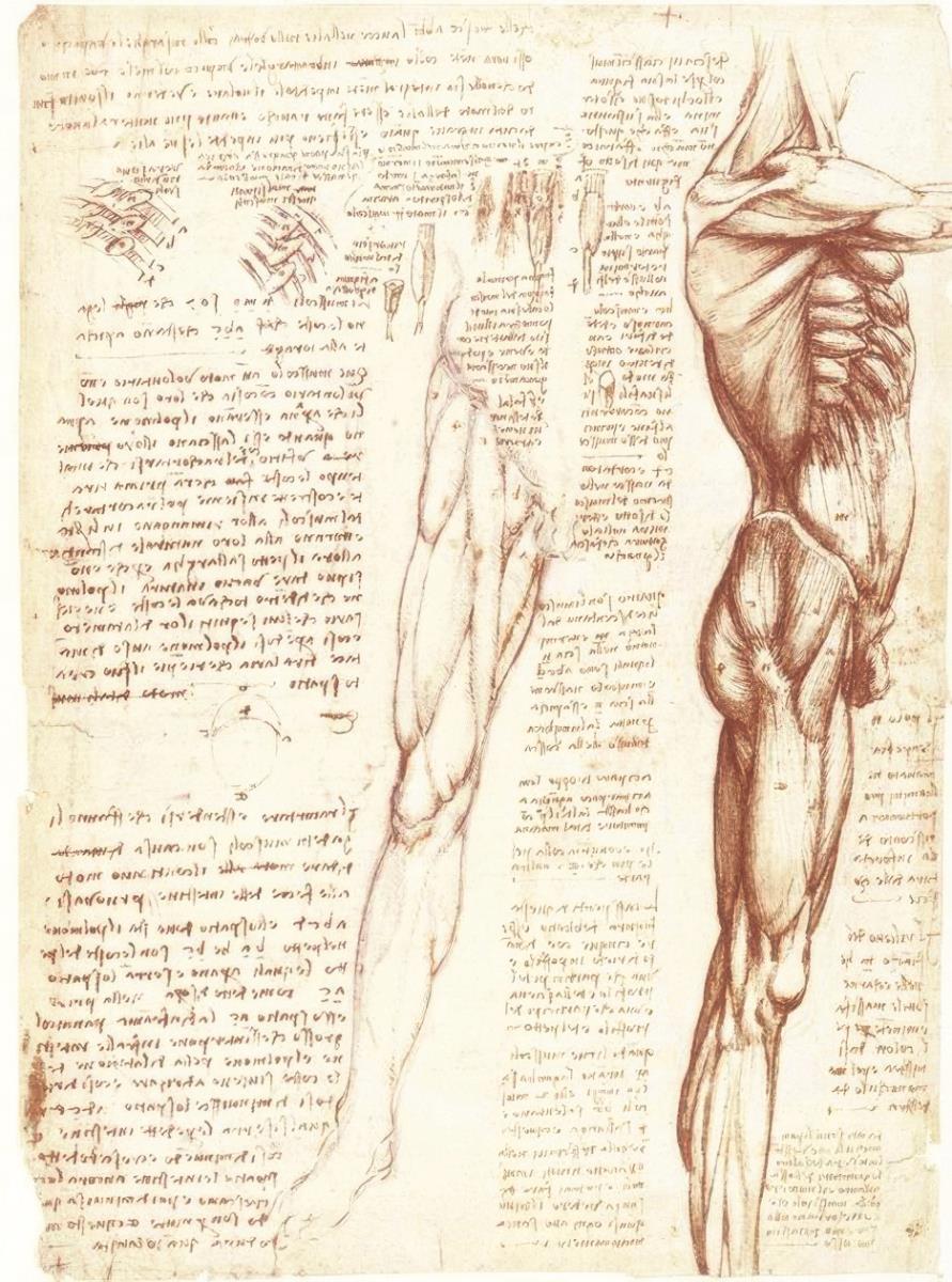 Leonardo_da_Vinci_-_Anatomiestudien_Die_Muskulatur_des_Rumpfes_und_der_Beine_-_(MeisterDrucke-686551).jpg