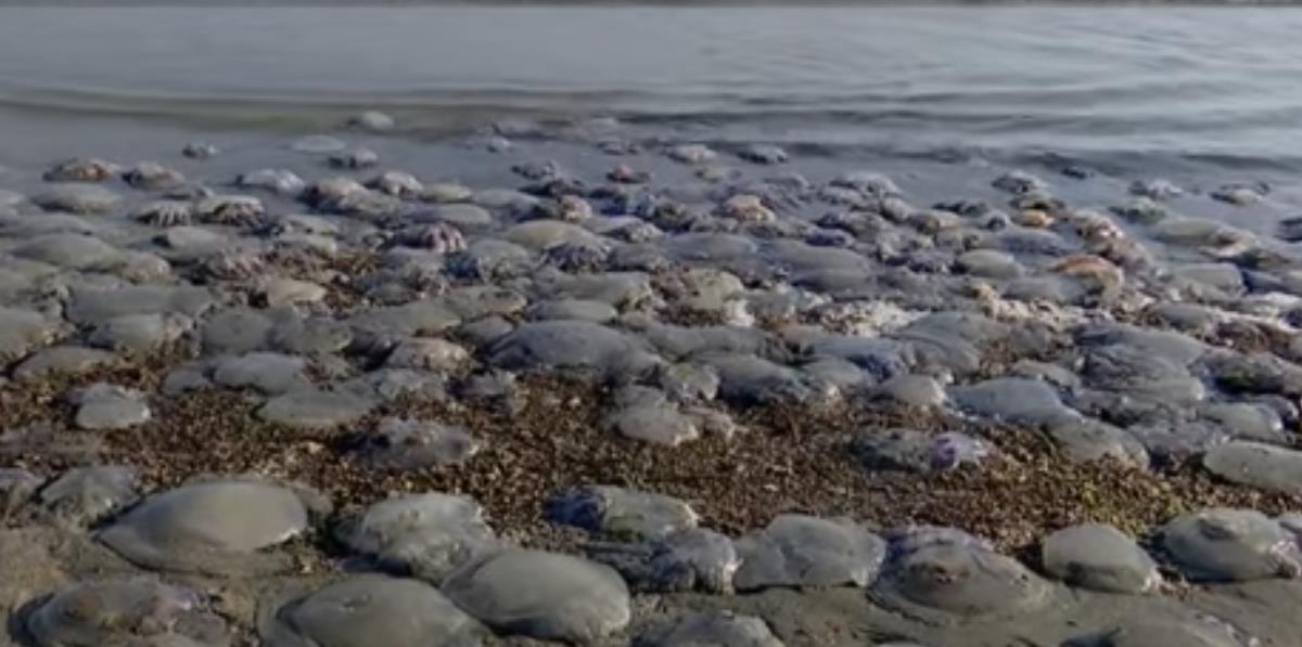 Screenshot 2025-10-01 103606.png