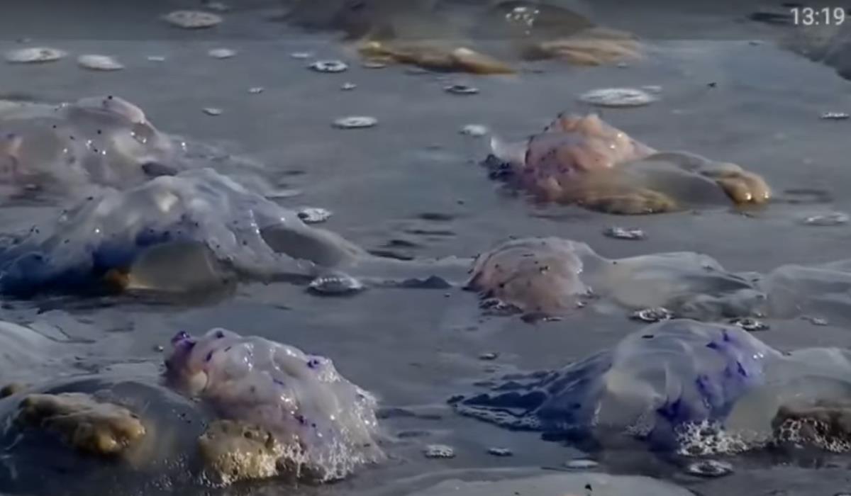 Screenshot 2025-10-01 103625.png