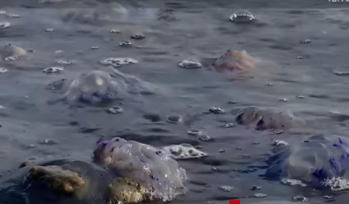 Screenshot 2025-10-01 103718.png