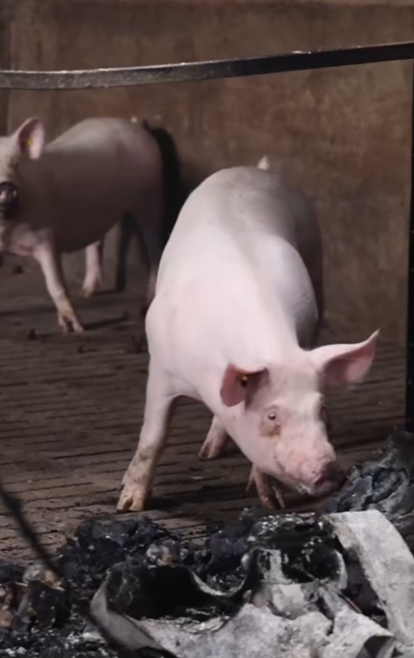 Screenshot 2025-10-04 081001.png