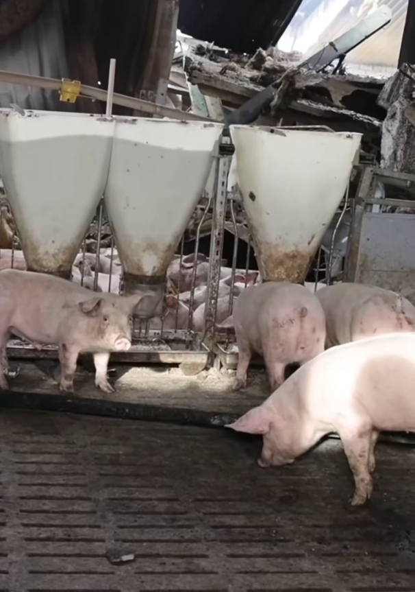 Screenshot 2025-10-04 080843.png