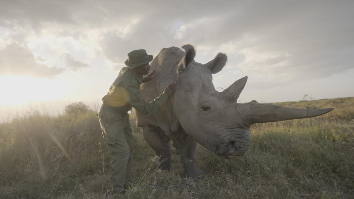 TheLastRhinosANewHope_UHD_75.jpg