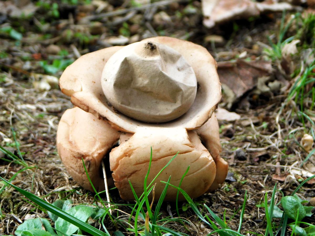 BANJA KOVILJAČA - Zvezdača retka gljiva.jpg