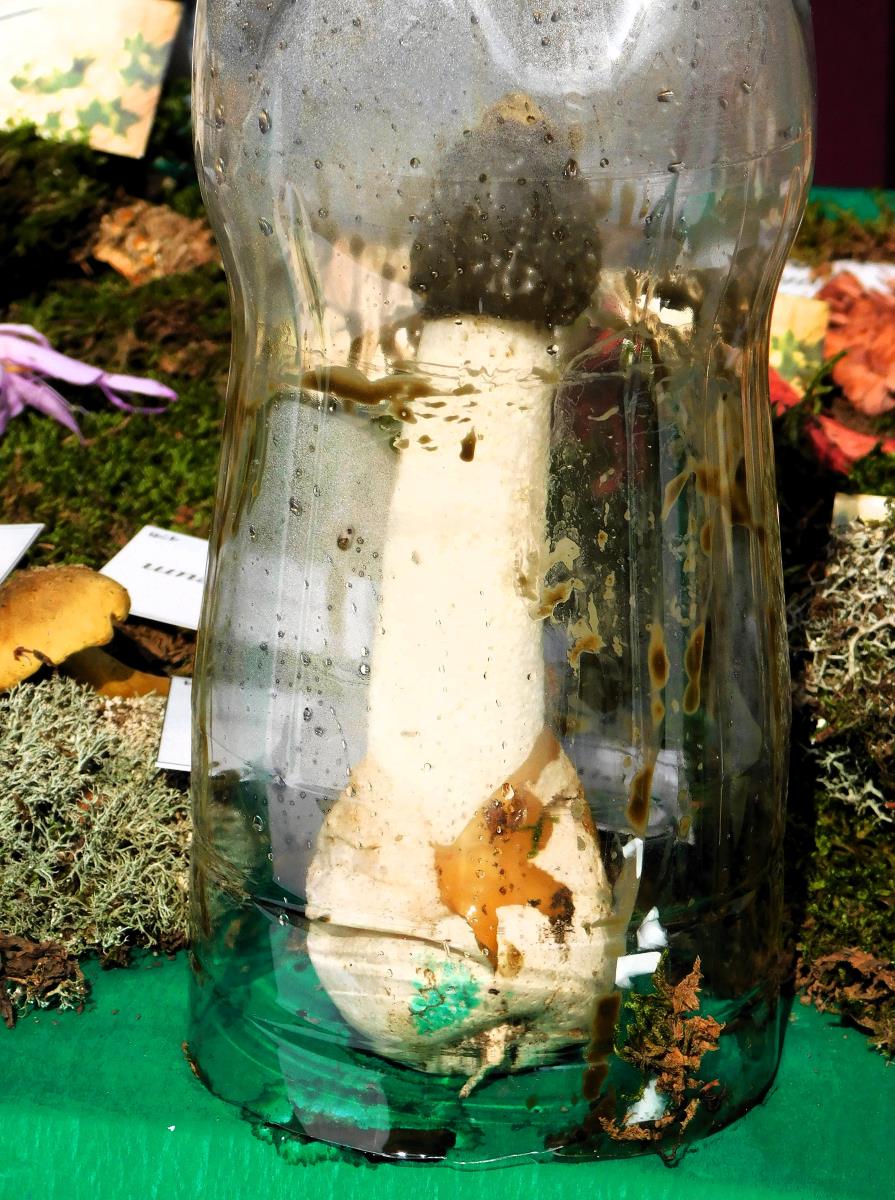 BANJA KOVILJAČA -Gljiva.jpg