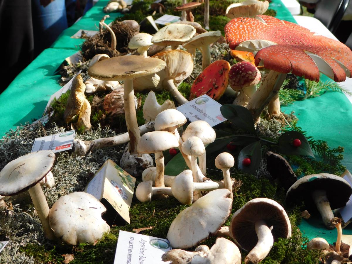 BANJA KOVILJAČA - Jače od suše.jpg