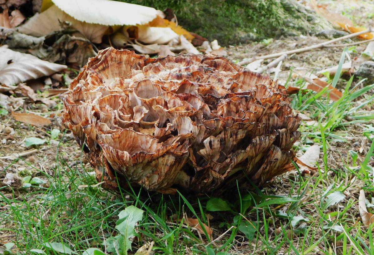 BANJA KOVILJAČA - Karanfilka.jpg