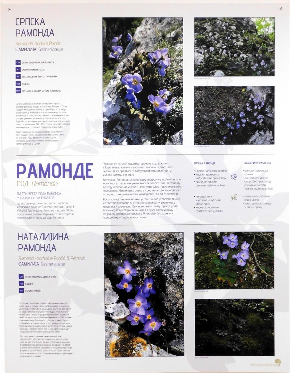 LOZNICA - Srpska ramonda.JPG