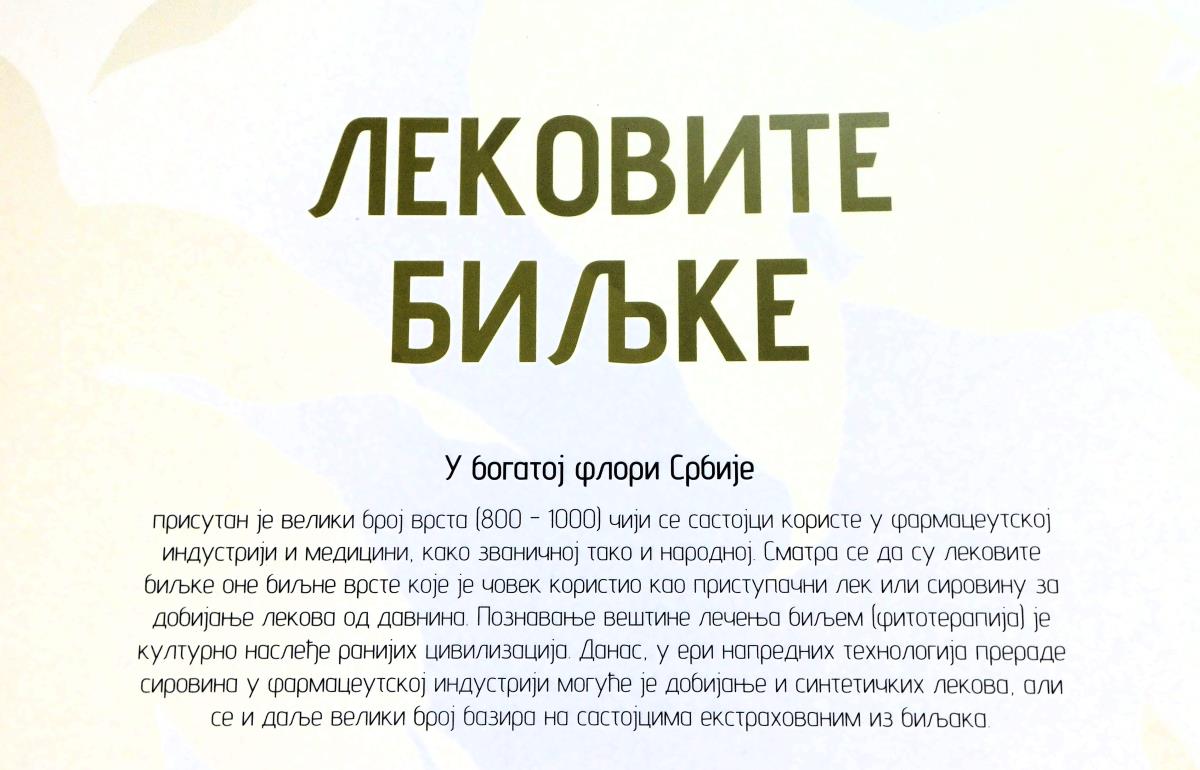 LOZNICA - Lekovito.JPG