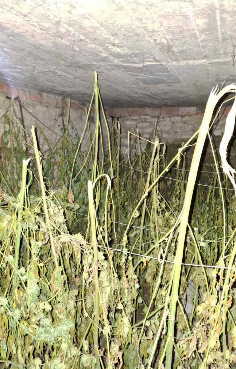 Oglasio se Dačić o zapleni više od 200 kilograma marihuane kod Loznice, uhapšen muškarac