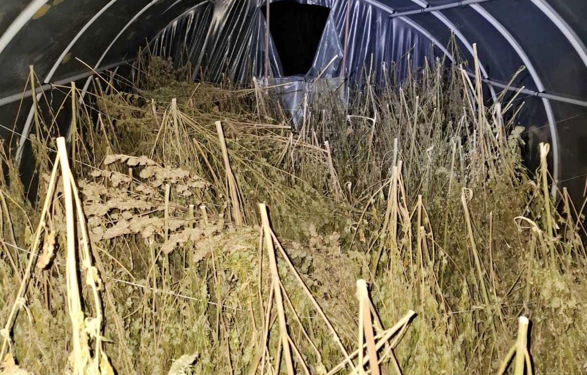 Oglasio se Dačić o zapleni više od 200 kilograma marihuane kod Loznice, uhapšen muškarac