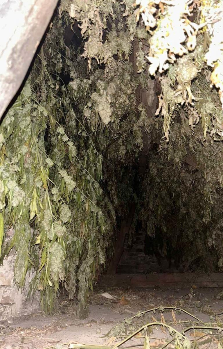 Oglasio se Dačić o zapleni više od 200 kilograma marihuane kod Loznice, uhapšen muškarac