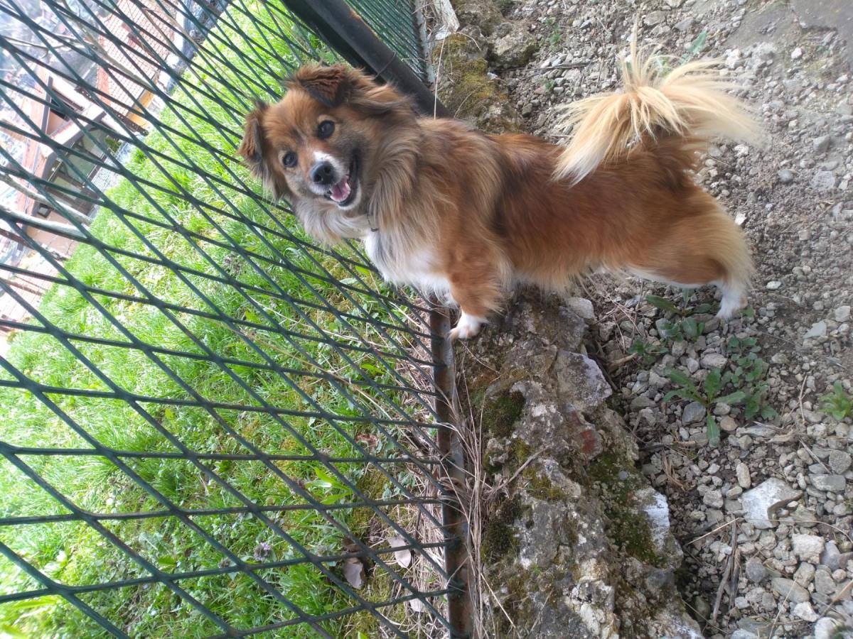 pac kuca kuče mešanac