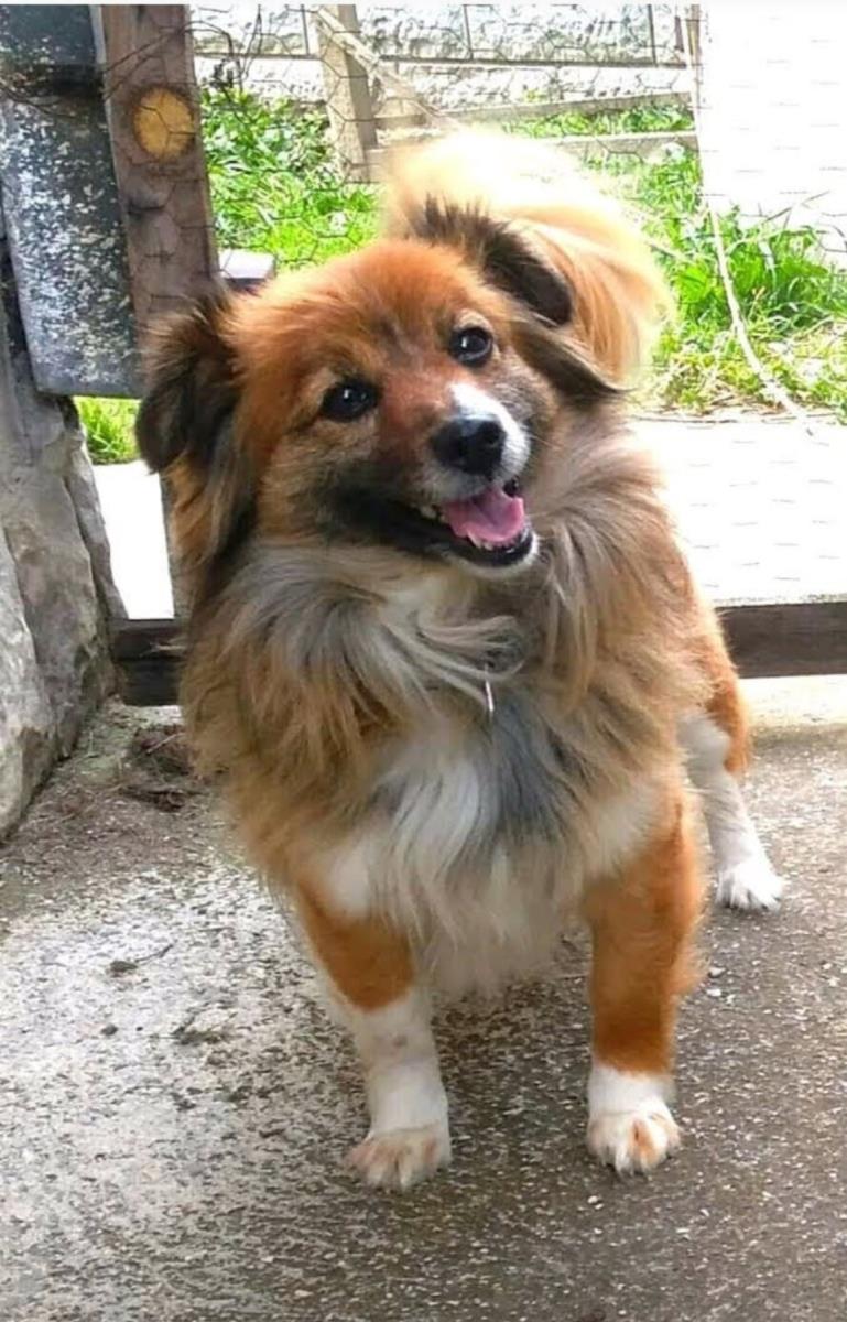 pac kuca kuče mešanac