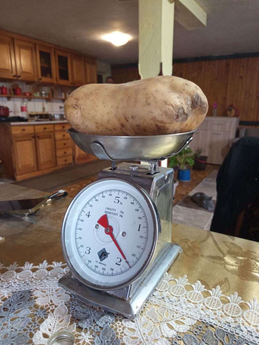 Ogromni krompir
