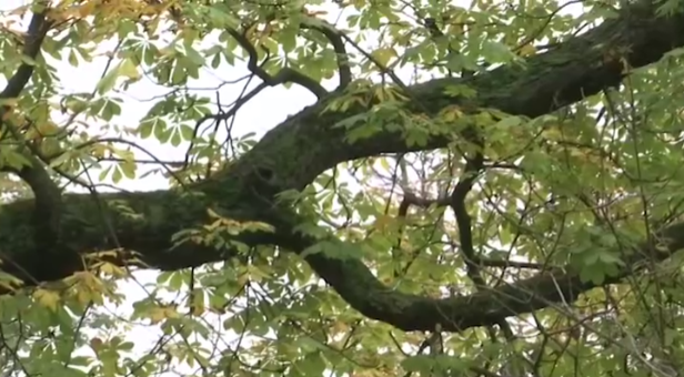 Vršački kesten Vasko Popa (7).png