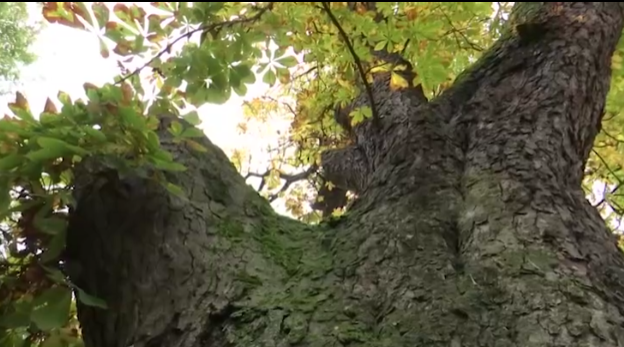 Vršački kesten Vasko Popa (4).png