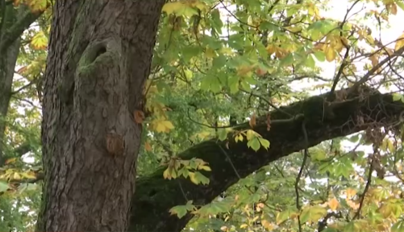 Vršački kesten Vasko Popa (1).png