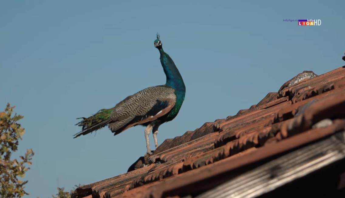 Screenshot 2025-11-17 141350.jpg