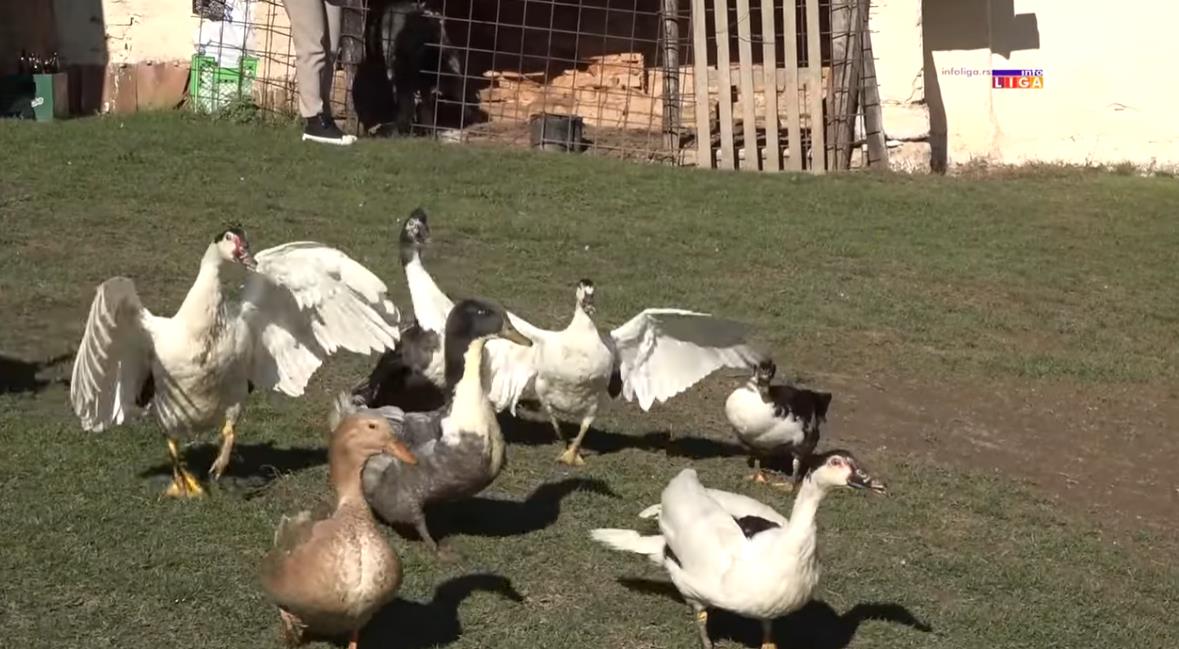 Screenshot 2025-11-17 141404.png