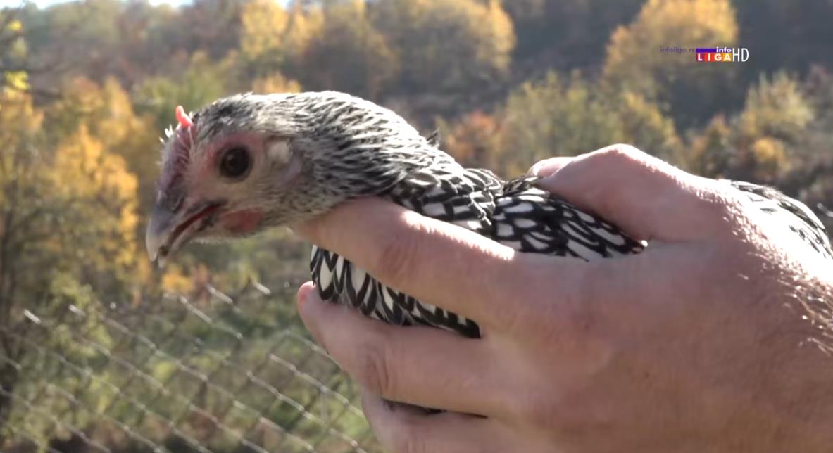 Screenshot 2025-11-17 141409.png