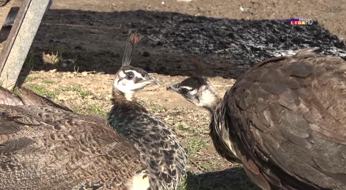 Screenshot 2025-11-17 141428.png