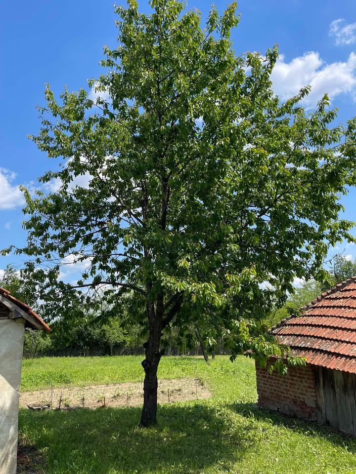 Kuća Zorice Katić na prodaju