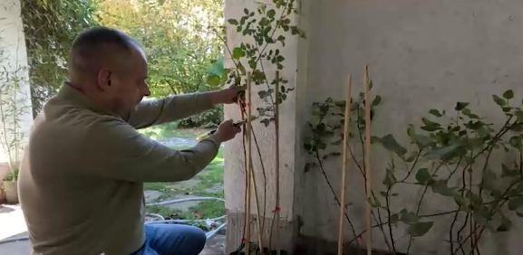 Dejan Jakovljević orezuje biljku
