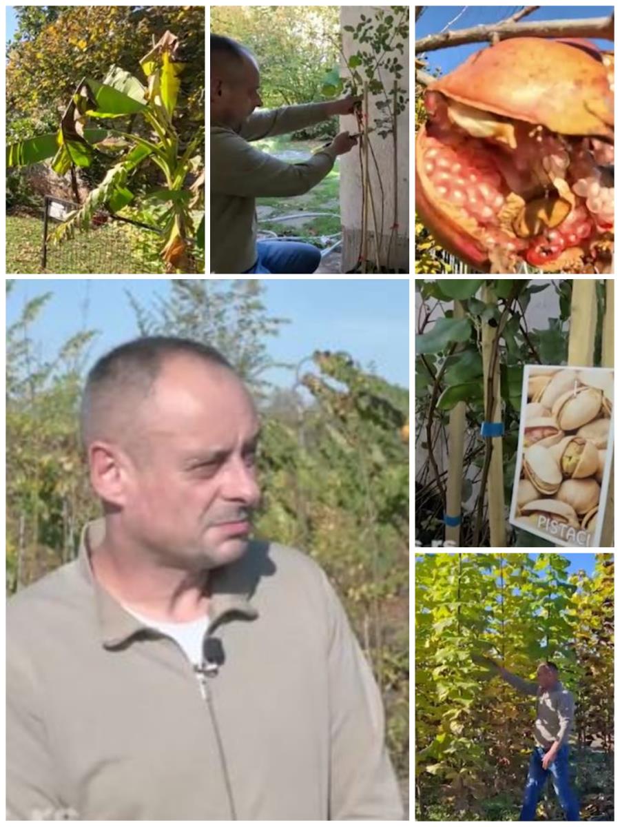 Dejan Jakovljević i kolaž egzotičnih biljaka sa njegovog imanja