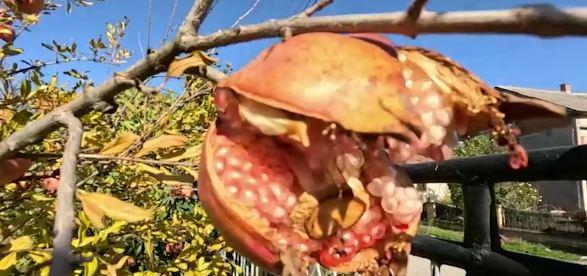 Nar na imanju Dejana Jakovljevića