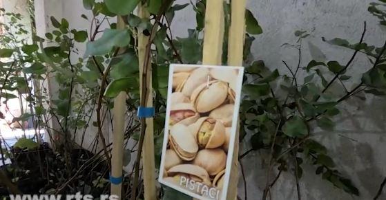 Pistaći na imanju Dejana Jakovljevića