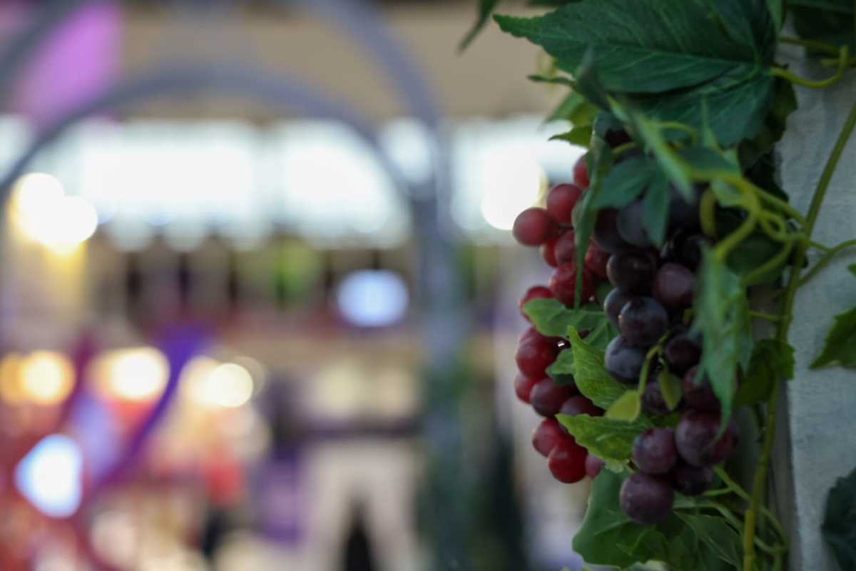 Sajam vina vinska vizija