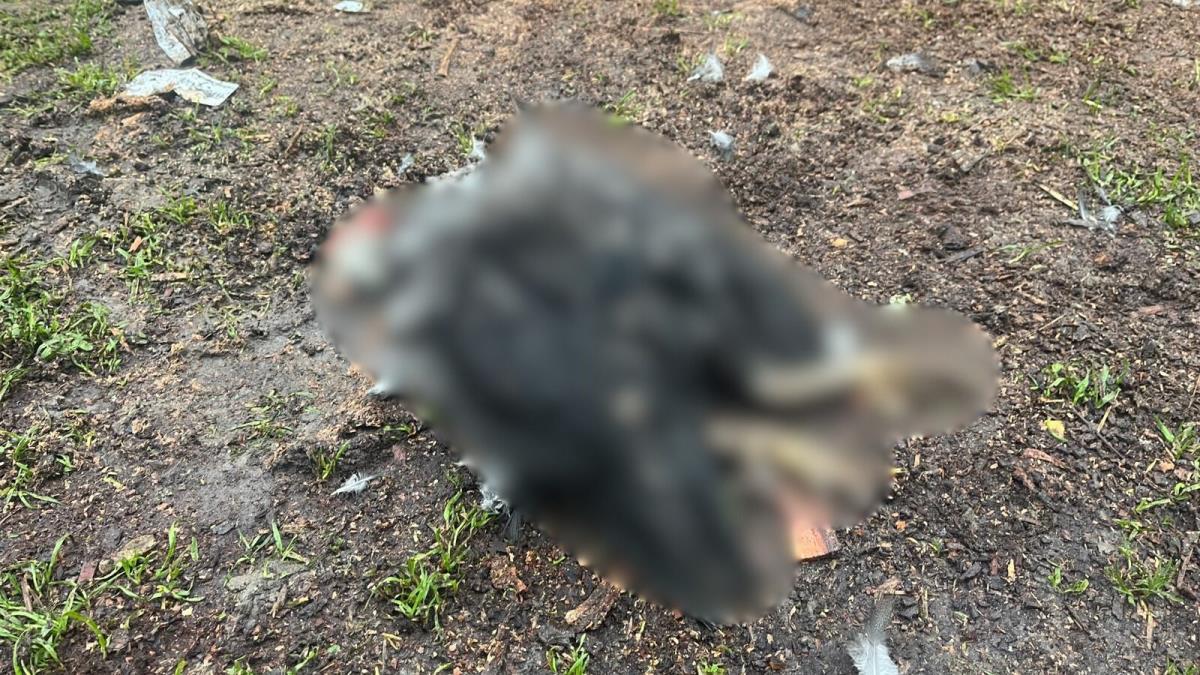 selo Loznica Čačak kokoške psi lutalice