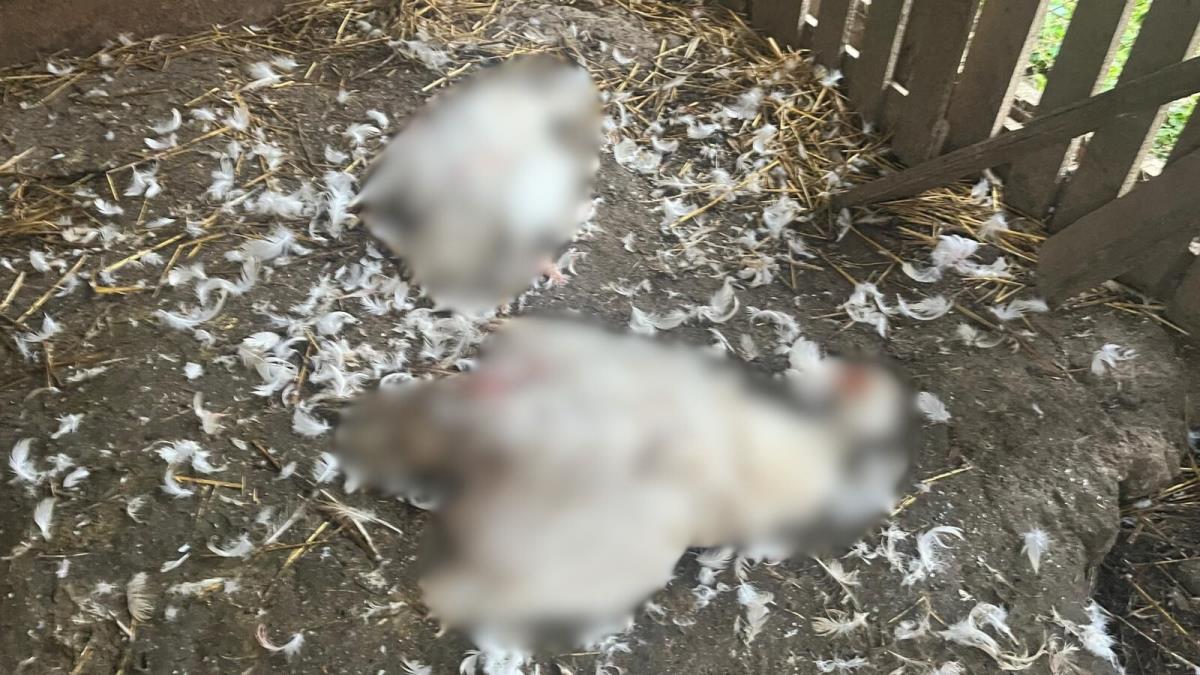 selo Loznica Čačak kokoške psi lutalice