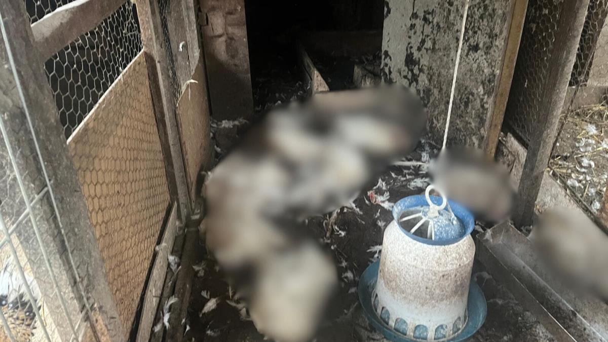 selo Loznica Čačak kokoške psi lutalice