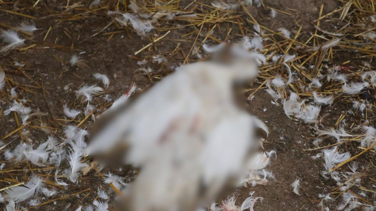 selo Loznica Čačak kokoške psi lutalice