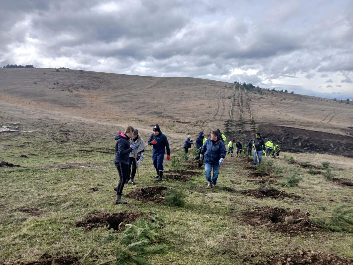 Na Zlatiboru zasađeno preko 1000 sadnica (3).jpg