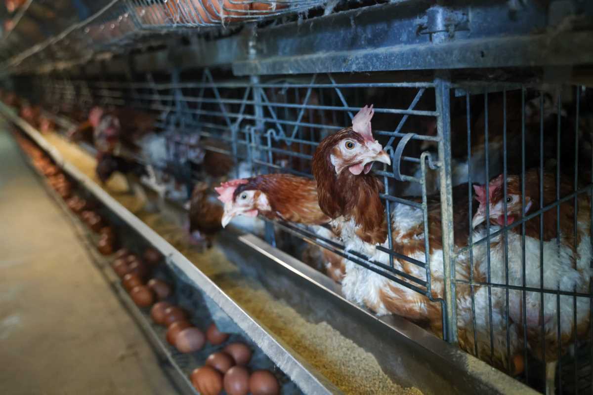 kokoške jaja pilići koke petlovi petao hrana za kokoške pernata živina (1).jpg