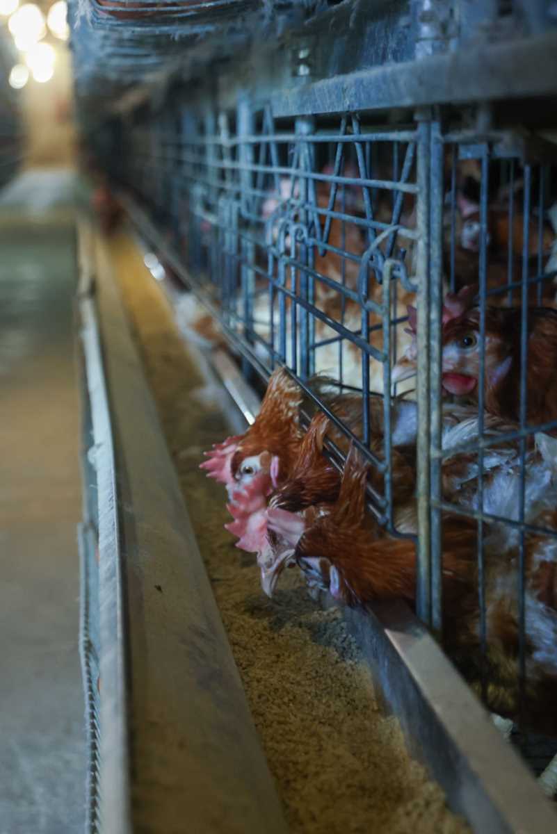 kokoške jaja pilići koke petlovi petao hrana za kokoške pernata živina (2).jpg