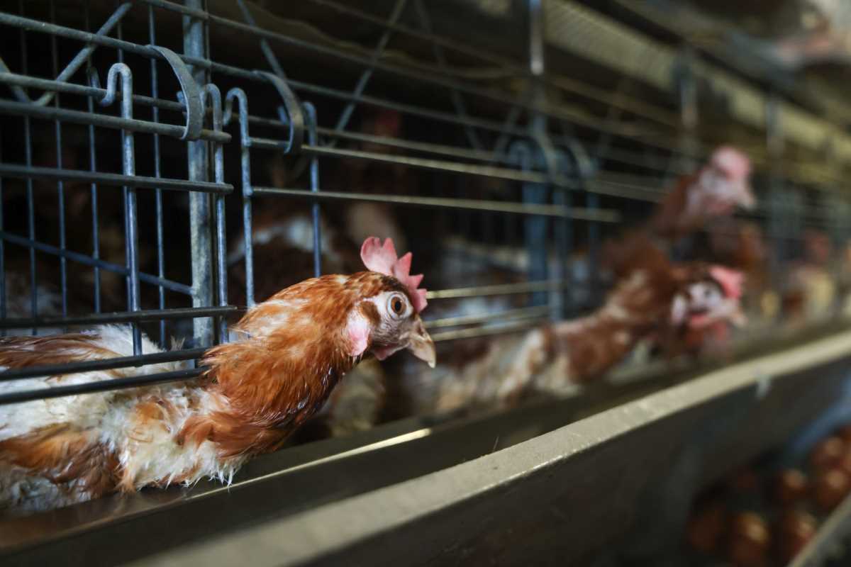 kokoške jaja pilići koke petlovi petao hrana za kokoške pernata živina (3).jpg