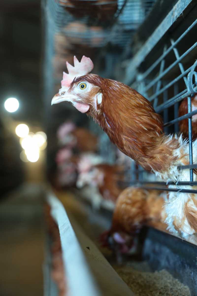 kokoške jaja pilići koke petlovi petao hrana za kokoške pernata živina (4).jpg