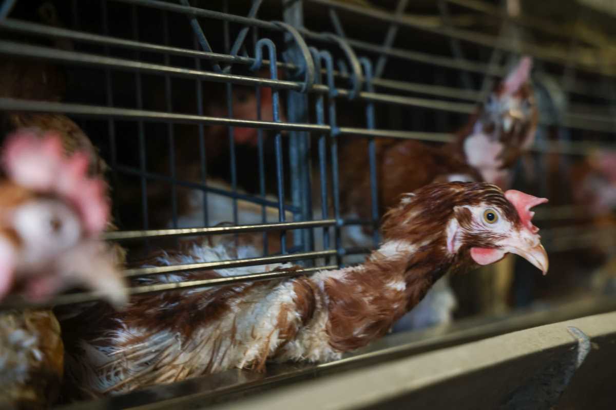 kokoške jaja pilići koke petlovi petao hrana za kokoške pernata živina (5).jpg