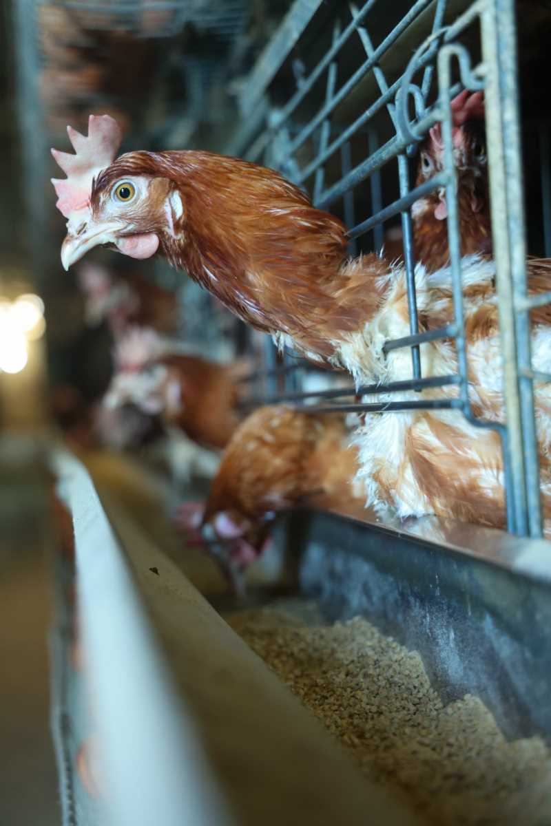 kokoške jaja pilići koke petlovi petao hrana za kokoške pernata živina (7).jpg