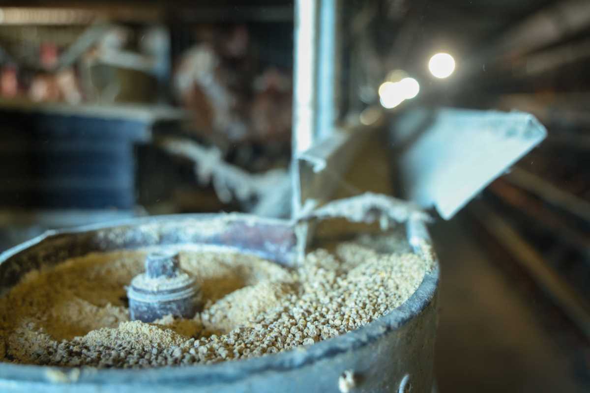 kokoške jaja pilići koke petlovi petao hrana za kokoške pernata živina (10).jpg