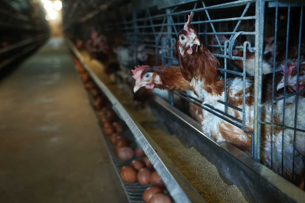 kokoške jaja pilići koke petlovi petao hrana za kokoške pernata živina (11).jpg