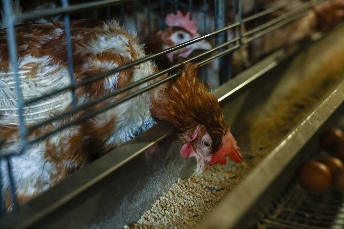 kokoške jaja pilići koke petlovi petao hrana za kokoške pernata živina (12).jpg