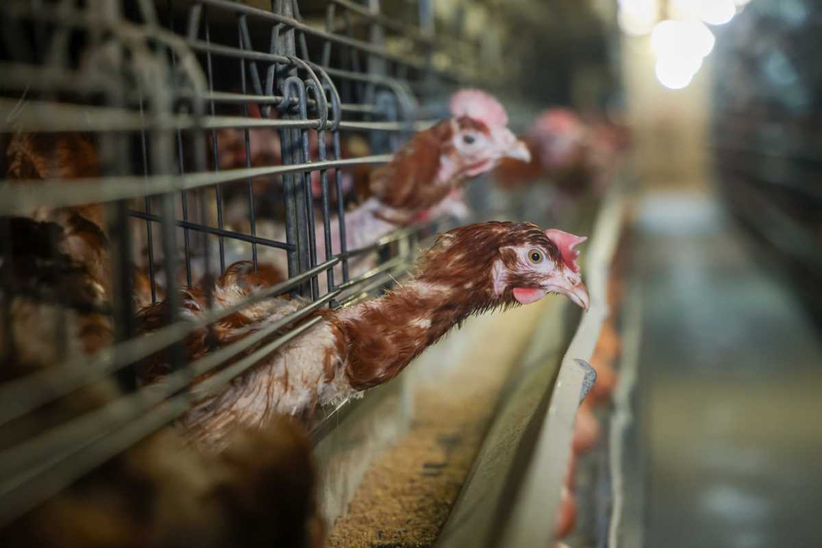 kokoške jaja pilići koke petlovi petao hrana za kokoške pernata živina (14).jpg