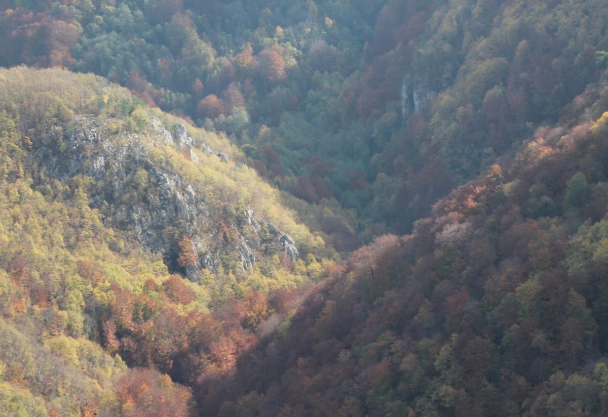 17646076721605091462Национални парк Тара Јавно предузеће Бајина Башта - СРБИЈА 2.jpg