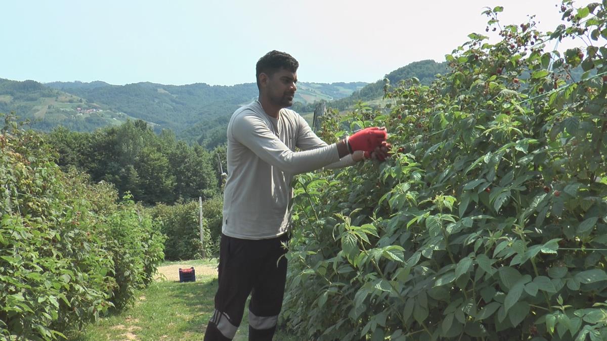 Berba ariljskih malinjaka  (7).jpg